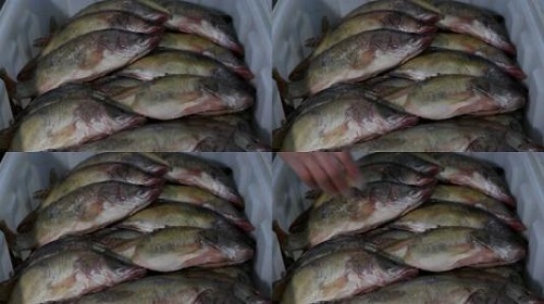 防騙在行動(dòng)，手工之家提醒大家買(mǎi)海鮮注意這幾點(diǎn)，可以不上當(dāng)受騙