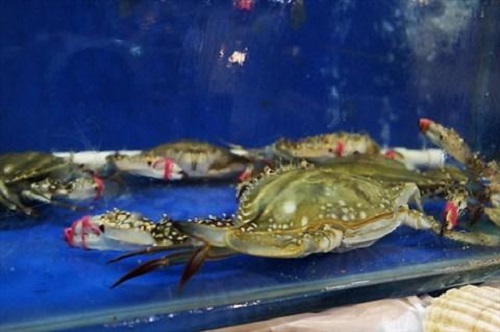 防騙在行動(dòng)，手工之家提醒大家買(mǎi)海鮮注意這幾點(diǎn)，可以不上當(dāng)受騙